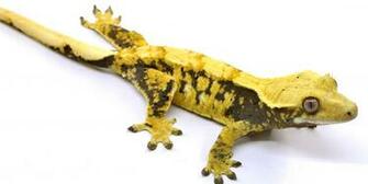 Crested Gecko Morphs HD Walls Find Wallpaper