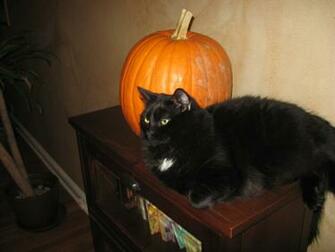 Black Cat Halloween Wallpaper WallscreenHD
