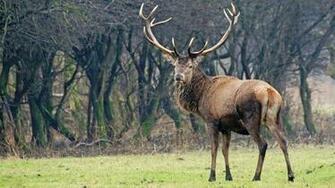Whitetail Deer Desktop