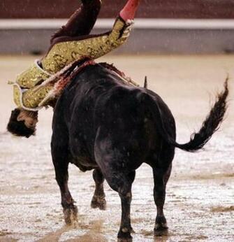 Wallpaper Unlimited Bull Fighting