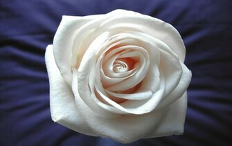 White Rose Desktop Wallpaper High Definition