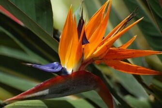 Bird Of Paradise Wallpaper