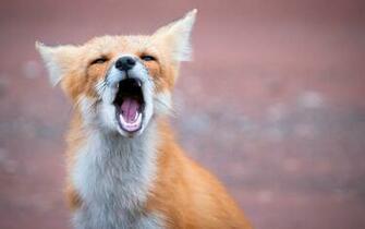 Pei Red Fox By Insight Imaging John A Ryan Photography Desktop