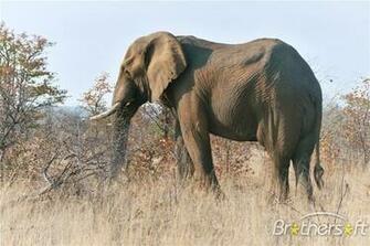 Elephants Screensaver African Is A