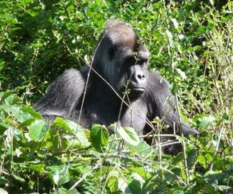 Gorilla Photos Desktop Background Wallpaper