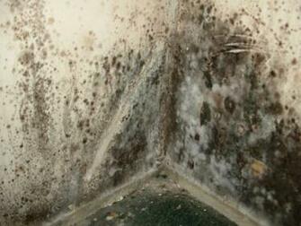 Lpt Get Rid Of Mold On Your Bathroom Ceiling Lifeprotips