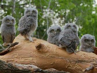 Baby Owls Wallpaper Owl Pictures