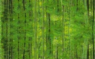 Lucky Clover Bamboo Background Seamless Repeating Fill