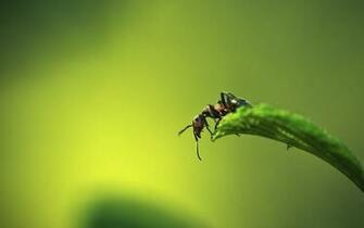 Nature Macro Ants Wallpaper HD Desktop And Mobile Background