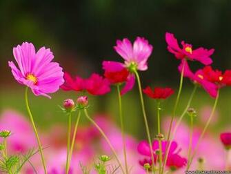 Desktop Wallpaper Flowers Background Cosmos