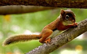 Giant Squirrel Baby S Background Wallpaper