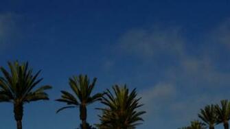 Palm Tree Miami Florida Trees California Landscpae