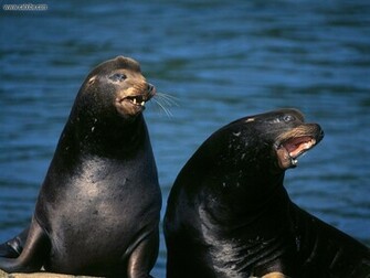 Wallpaper Sea Lion