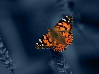 Orange Butterfly On Blue Background Wallpaper