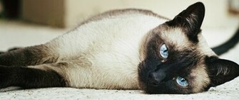 Siamese Cat Purrfect Breeds