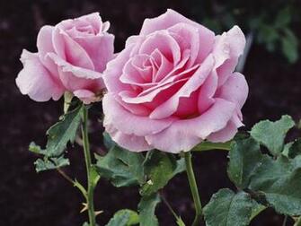 Beautiful Wallpaper For Desktop HD Flowers
