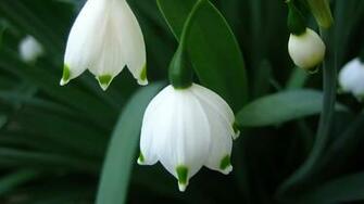 Cute 3d Nature Wallpaper Mobile