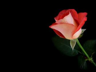 Beautiful Valentines Day Wallpaper For Desktop
