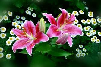 Spring Pink Easter Lilies Wallpaper