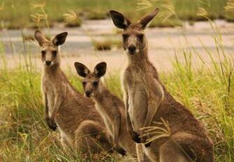 Kangaroo HD Wallpaper