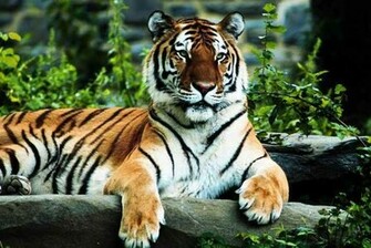 Cute Tiger Pics Tigers Photo