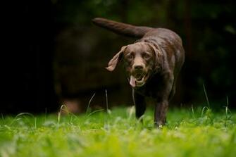 Desktop Wallpaper Of The Dog Field Summer For
