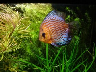 Discus Wallpaper