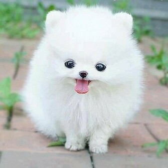 Beautiful HD Puppies Dog Wallpaper Jpg