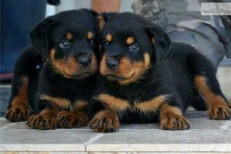 Rottweiler Puppies