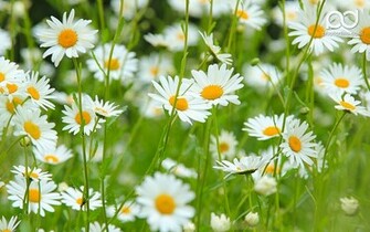 Daisy Flower Wallpaper HD Pictures One