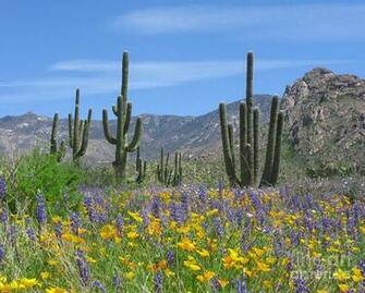 Spring Flowers In The Desert By Elvira Butler
