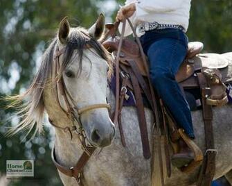 Ranch Horse Desktop Wallpaper
