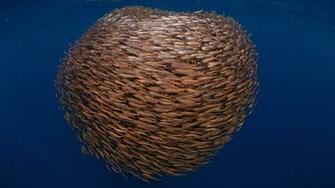 Large School Of Fish Wallpaper And Image Pictures