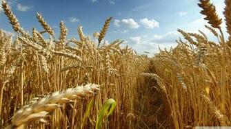 Crops Ultra HD Desktop Background Wallpaper For 4k UHD Tv Multi