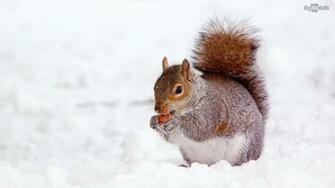Cute Squirrel In The Snow HD Wallpaper BigHDwalls