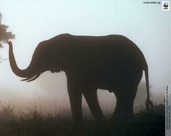 Alicia Padilla On Elephants Elephant World Day