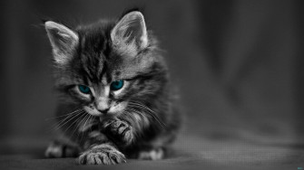 Cute Black And White Aesthetic Wallpaper