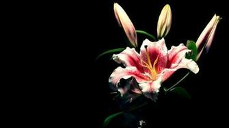 Ily Background The Best Image In