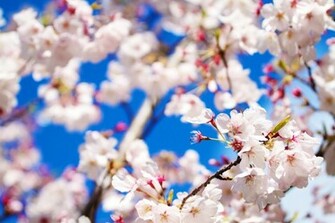Pretty Flowers Background Wallpaper