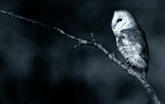 Nature Branch Bird Owl Photo