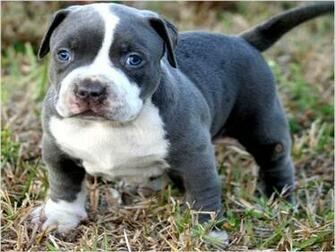 Pitbull Rescues American Boxers Dog Aging And Training