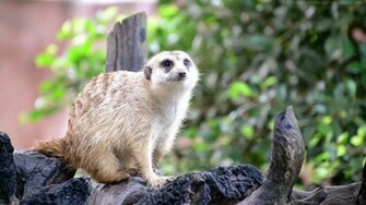 Beautiful Wallpaper For Desktop Meerkat HD