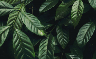 Wallpaper Leaves Branch Dark Green Glossy Plant