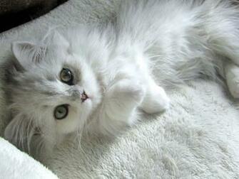 Cevap Cat HD Wallpaper 1080p