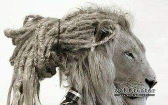Rasta Lion Wallpaper