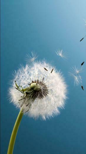 Dandelion 4k Ultra HD Wallpaper Blown