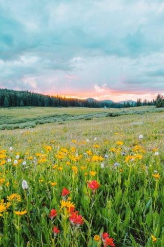 Gorgeous Cottagecore Aesthetic Wallpaper For Your iPhone In