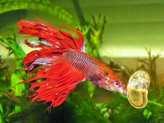 Betta Fish Photos Wallpaper The Fun Bank