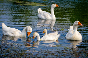Goose Desktop Wallpaper