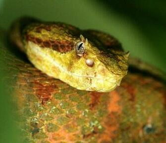 Pit Viper Snake Blue Eyelash Tree